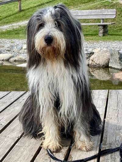 Bearded Collie hier?-Beitrag-Bild