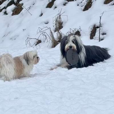 Bearded Collie hier?-Beitrag-Bild