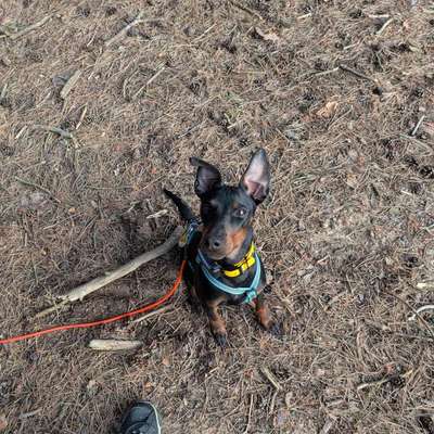 Hundetreffen-Gassi- und Trainingsfreund gesucht-Bild