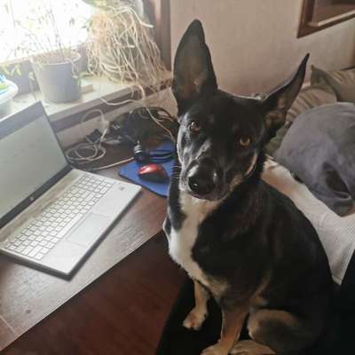 Hundetreffen-Spazieren und spielen mit Welpen