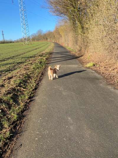 Hundetreffen-Hundefreund zum Spielen gesucht-Bild