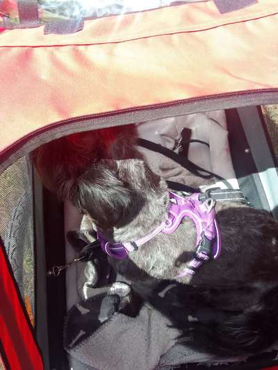 Radfahren mit Hund-Beitrag-Bild