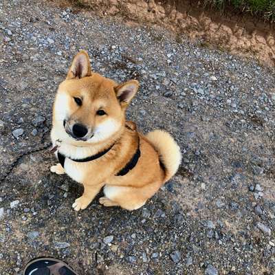 Hundetreffen-Gassi gehen/ Training-Bild