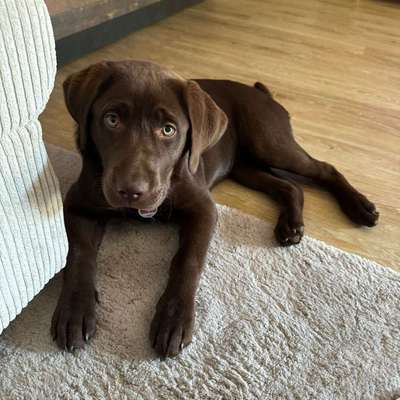 Hundetreffen-Spielkameraden für unseren Labrador