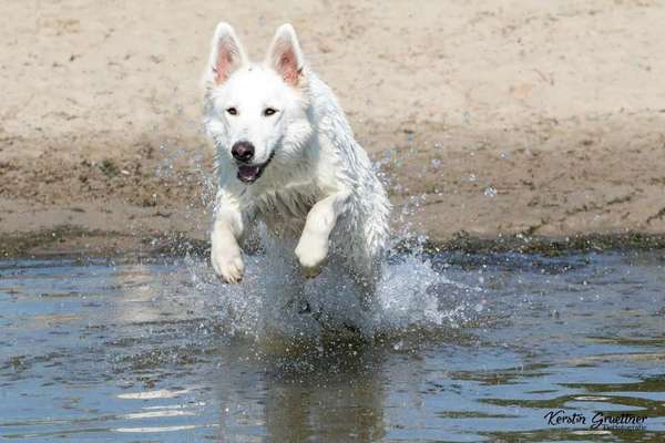 Dogorama-Monats-Challenge-Mai "Wasser"-Beitrag-Bild