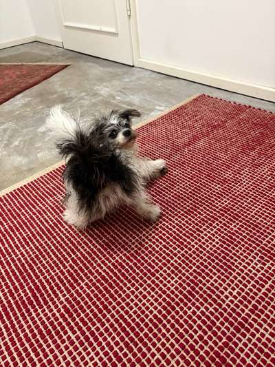 Die lustige Welt der Hunde-Mimik :)-Beitrag-Bild