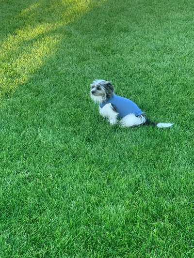 Op Body für Dackel-Beitrag-Bild