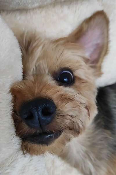 Dogorama Photo Challenge - Details Ganz nah-Beitrag-Bild