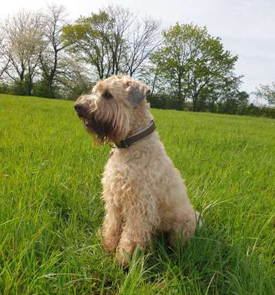 Gibt es hier Irish Soft Coated Wheaten Terrier Besitzer?-Beitrag-Bild