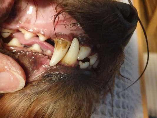 Emmi Pet Hundezahnbürste-Beitrag-Bild