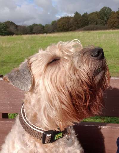 Gibt es hier Irish Soft Coated Wheaten Terrier Besitzer?-Beitrag-Bild