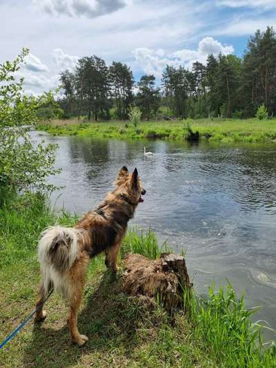 Dogorama-Monats-Challenge-Mai "Wasser"-Beitrag-Bild