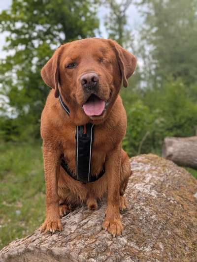 Hundetreffen-Freundliche Hunde gesucht...gerne übermutiger Labi-Bild