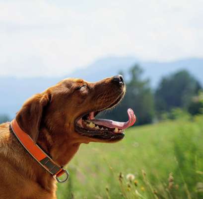 Hundetreffen-gemeinsames Gassi gehen mit und ohne Leine-Bild