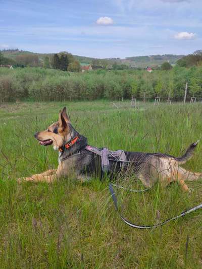 Dogorama Photo Challenge - Hündchen streckt dich-Beitrag-Bild