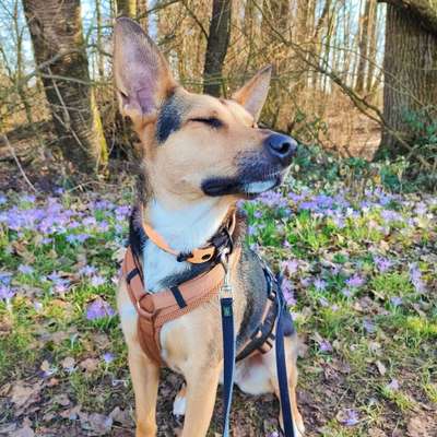 Hundetreffen-Socialwalk/Spielen/Trainieren 🐶🧡-Bild