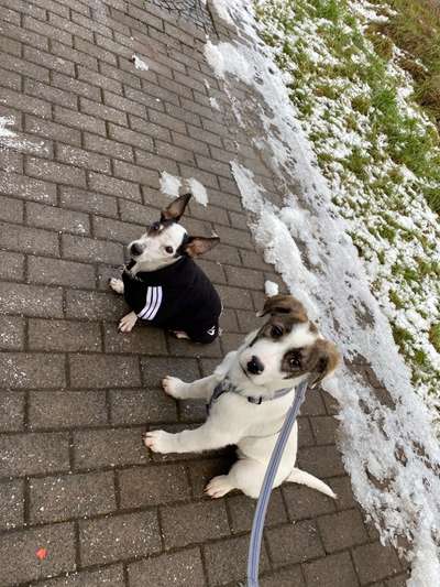 Bester Freund, Hundekumpel - zeigt her!-Beitrag-Bild