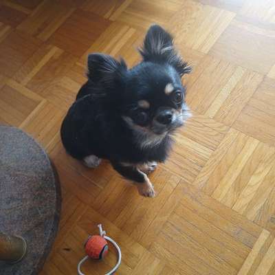 Hundetreffen-Hunde treffen in Frankfurt Eschersheim-Profilbild