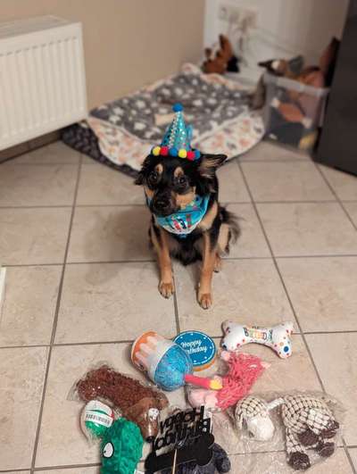 Mischlinge raten - Rätselspaß-Beitrag-Bild