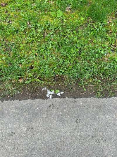 Giftköder-Vermutlich Giftköder in Winterberg-Bild