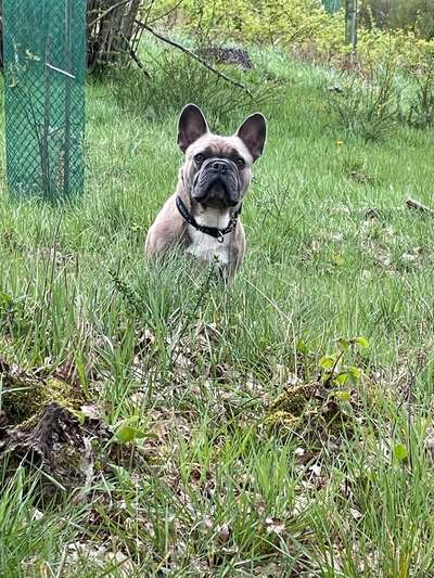 Hundetreffen-Spaziergang und spielen-Bild