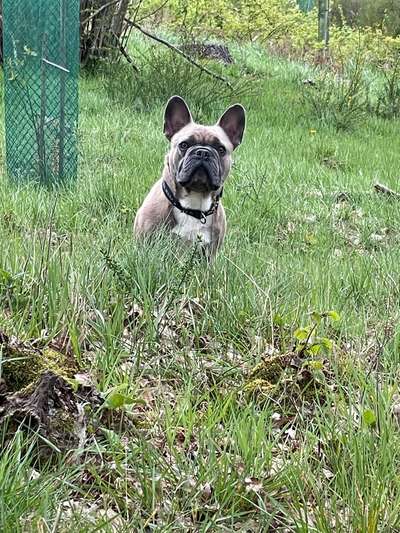 Hundetreffen-Spaziergang und spielen-Bild