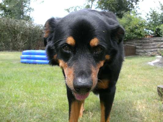 euer ältester Hund ?-Beitrag-Bild