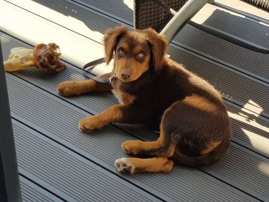 Welpen Bilder !-Beitrag-Bild