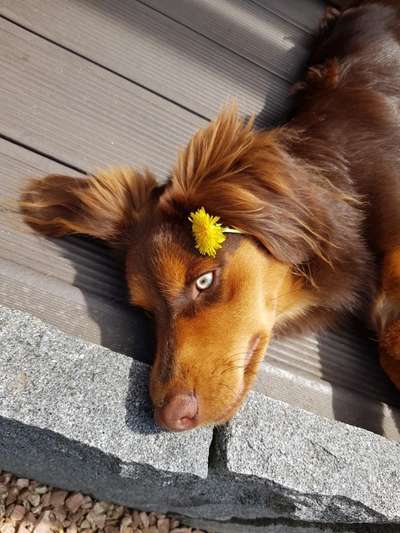 Die Dogorama Kalender Challenge Titelbild-Beitrag-Bild