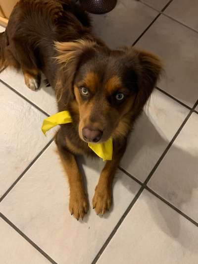 Jeder möchte zu meinem Welpen-Beitrag-Bild