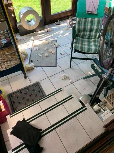 Zeig mir, dass du mit einem hund zusammenlebst....-Beitrag-Bild