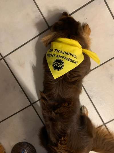 Jeder möchte zu meinem Welpen-Beitrag-Bild