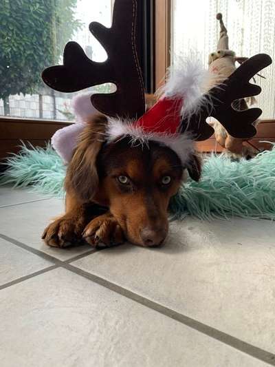 Dogorama Photo Challenge - Hundeblick zum hinschmelzen-Beitrag-Bild