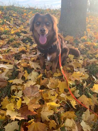 Foto's und Hundemodels-Beitrag-Bild