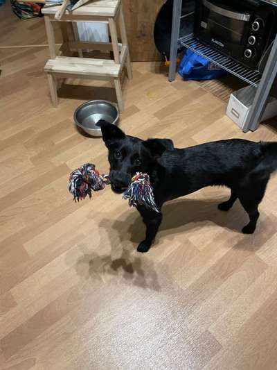 Mudi - Gibt es hier noch weitere ungarische Paprikas?-Beitrag-Bild