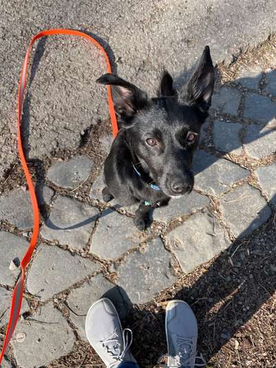 Mudi - Gibt es hier noch weitere ungarische Paprikas?-Beitrag-Bild