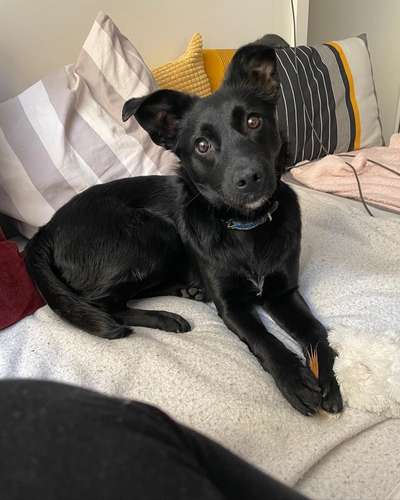 Mudi - Gibt es hier noch weitere ungarische Paprikas?-Beitrag-Bild