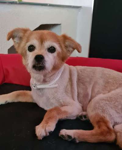 Mischlingshunde Foto Aufruf-Beitrag-Bild