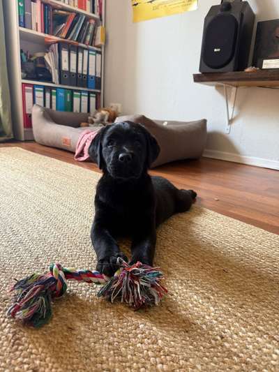 Hundetreffen-Welpentreffen zum Spielen-Bild