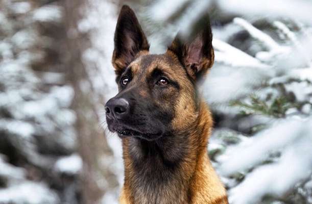 Zeigt eure Malinois!!!-Beitrag-Bild