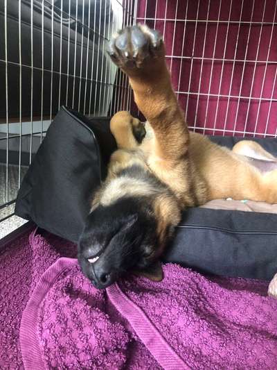 Der Welpe und die Box-Beitrag-Bild