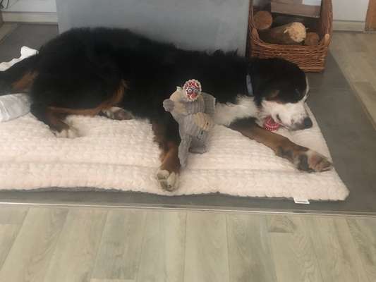 Berner Sennen-Beitrag-Bild