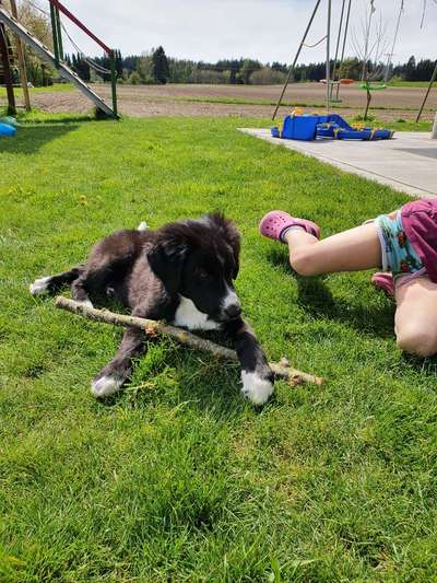 Labradorfans-Beitrag-Bild