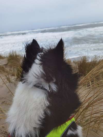 Dogorama Photo Challenge - Tierischer Urlaub-Beitrag-Bild