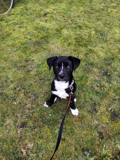 Rhodesian Ridgeback-Beitrag-Bild