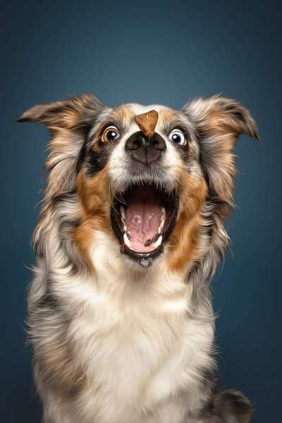 %{de_profession_title}-Hundefotografie im Fotostudio-Bild