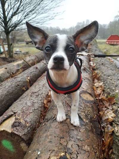 Hundetreffen-Welpenkontakt-Bild