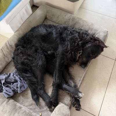 Hundetreffen-Junghundtreffen/Pubertiere große Rassen-Bild