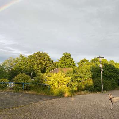 Hundetreffen-Hundebegegnungen-Bild