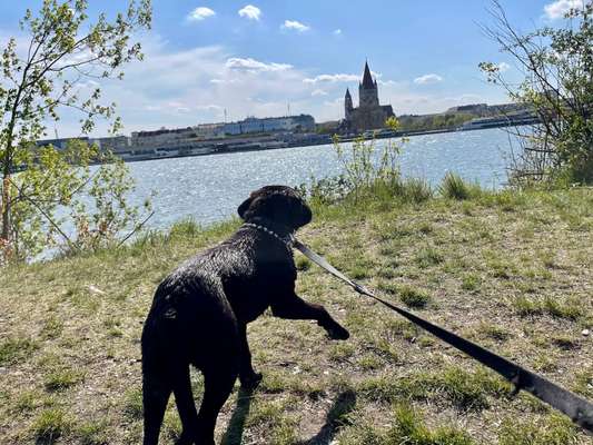 Dogorama-Monats-Challenge-Mai "Wasser"-Beitrag-Bild